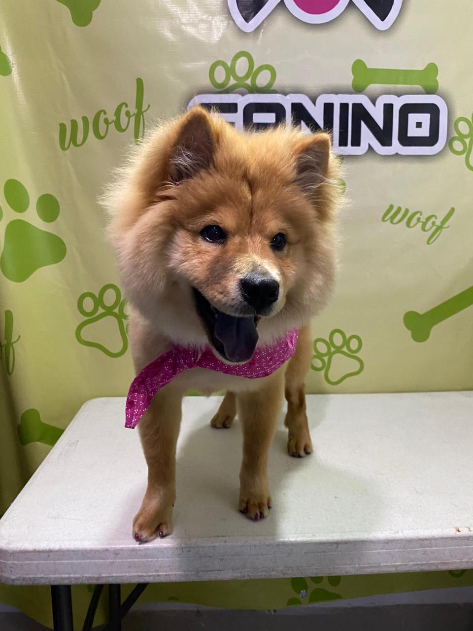 dog wearing pink bandana