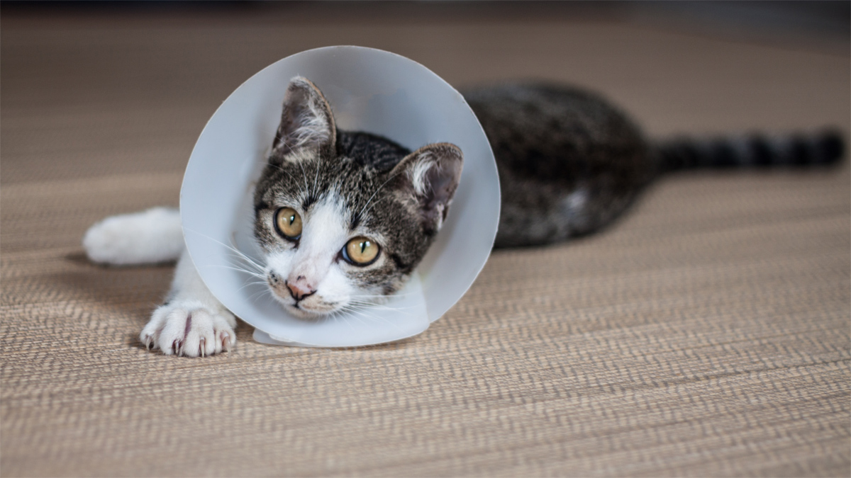 Cat with Surgery Cone