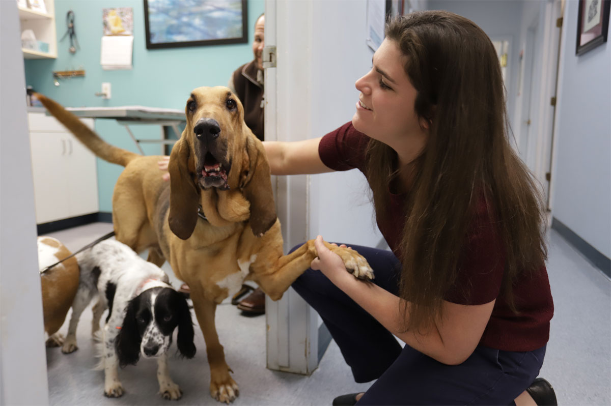 Tanglewilde Veterinary Clinic teamw ith dogs