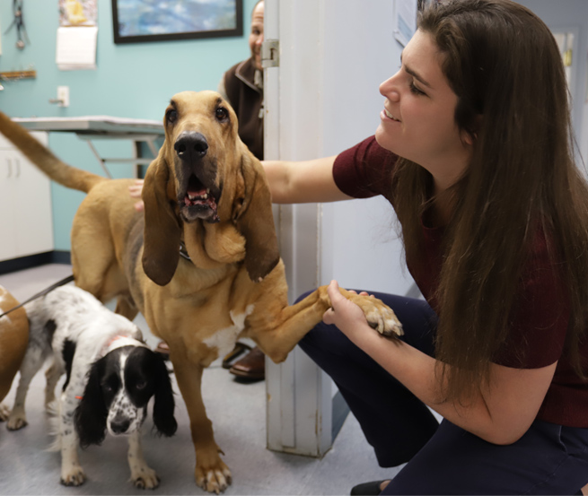 veterinarian testing dog at the vet clinic