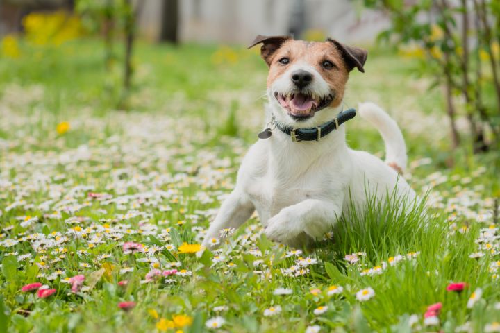 a dog playing in a flower field