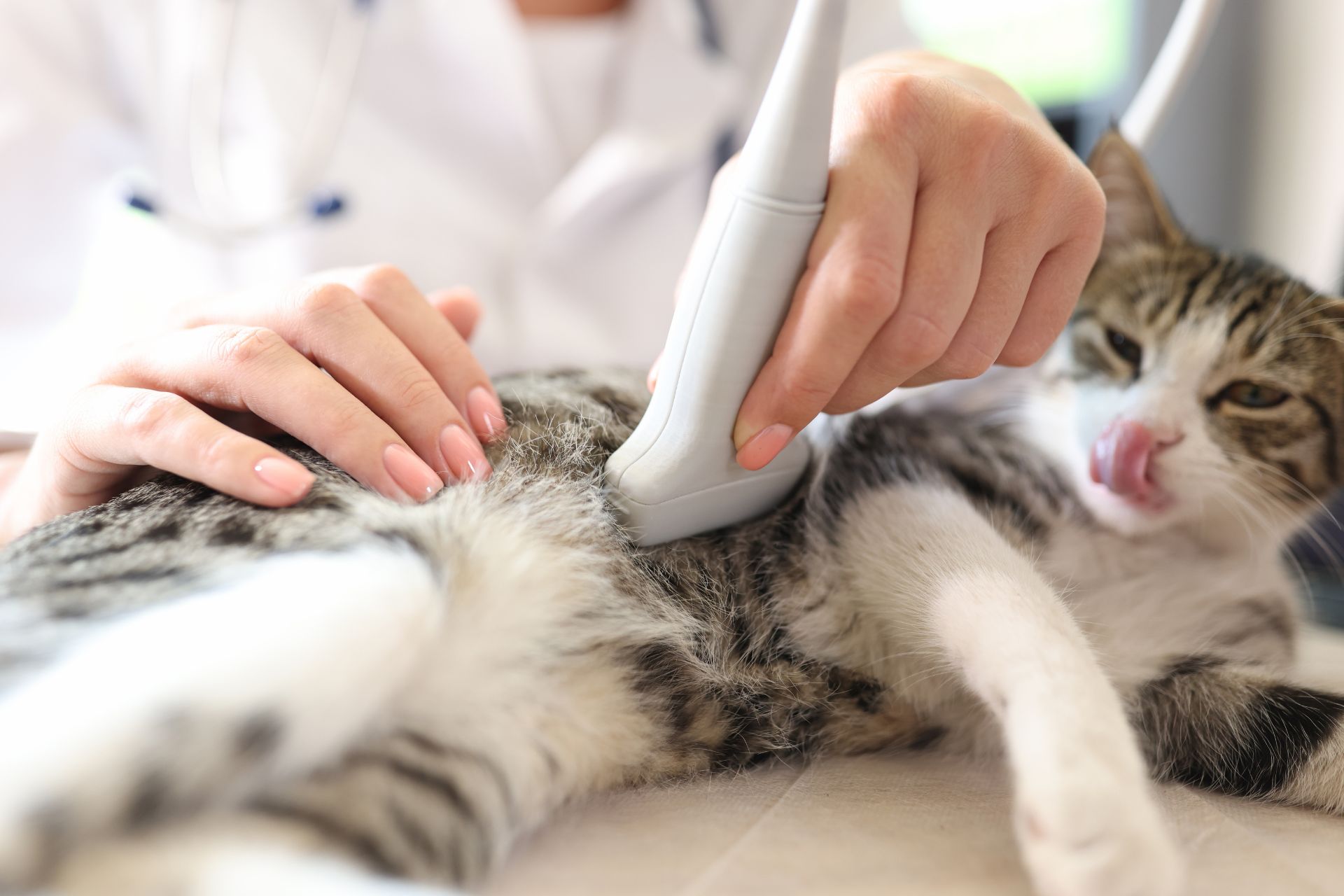 Pet Ultrasound In Houston, TX 77063 | Tanglewilde Veterinary Clinic