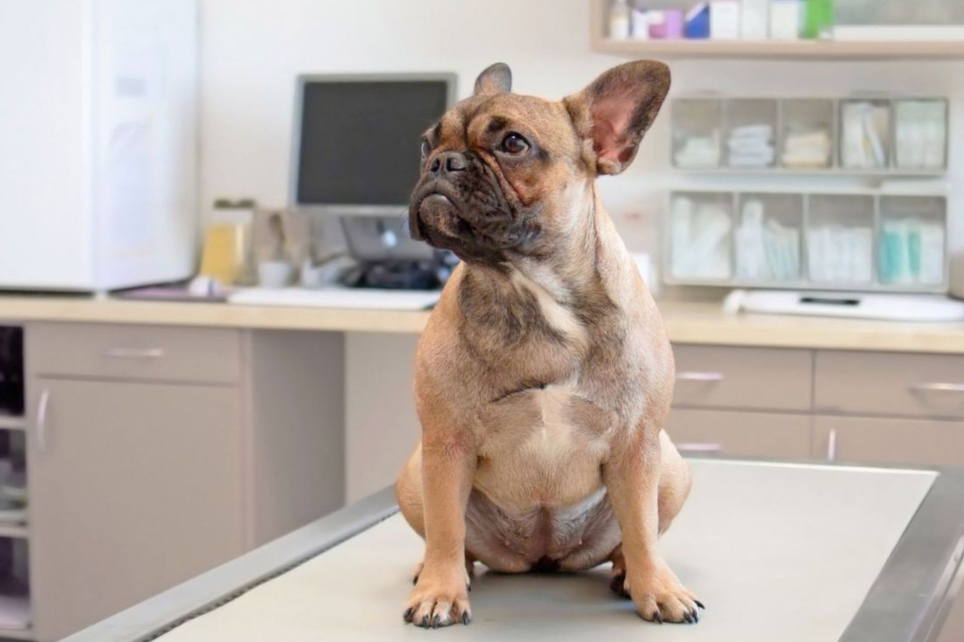 A dog sitting calmly on a table