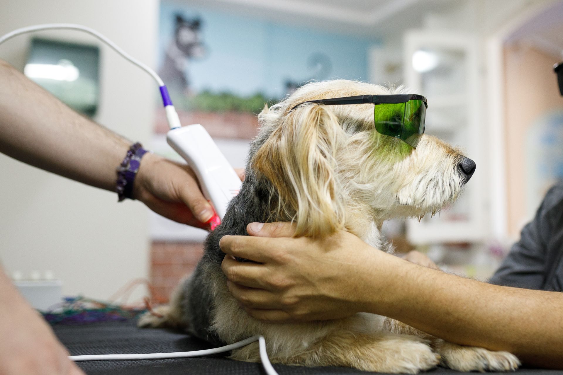 Man holding his dog while it's getting laser therapy