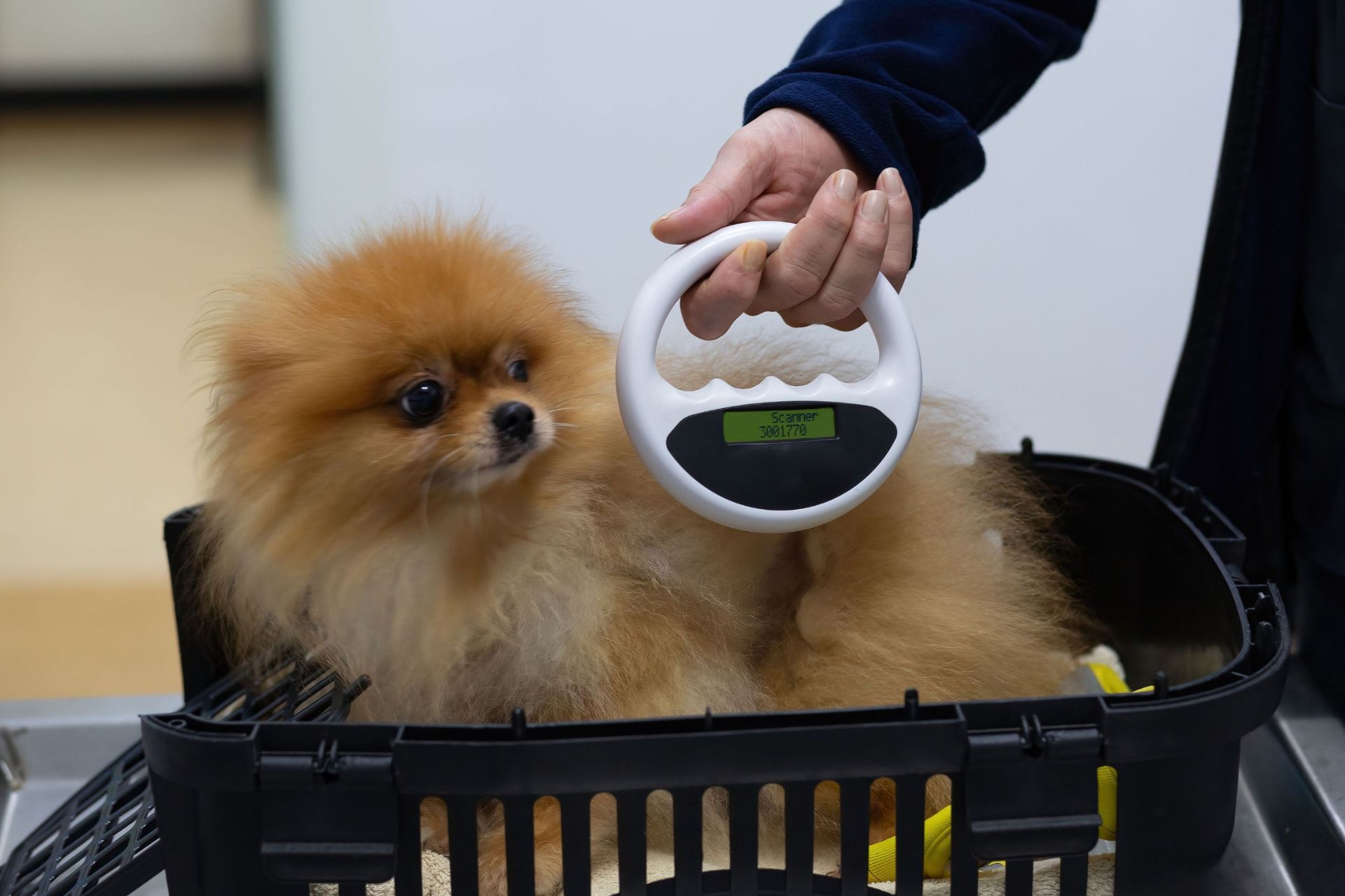 dog being scanned for microchip