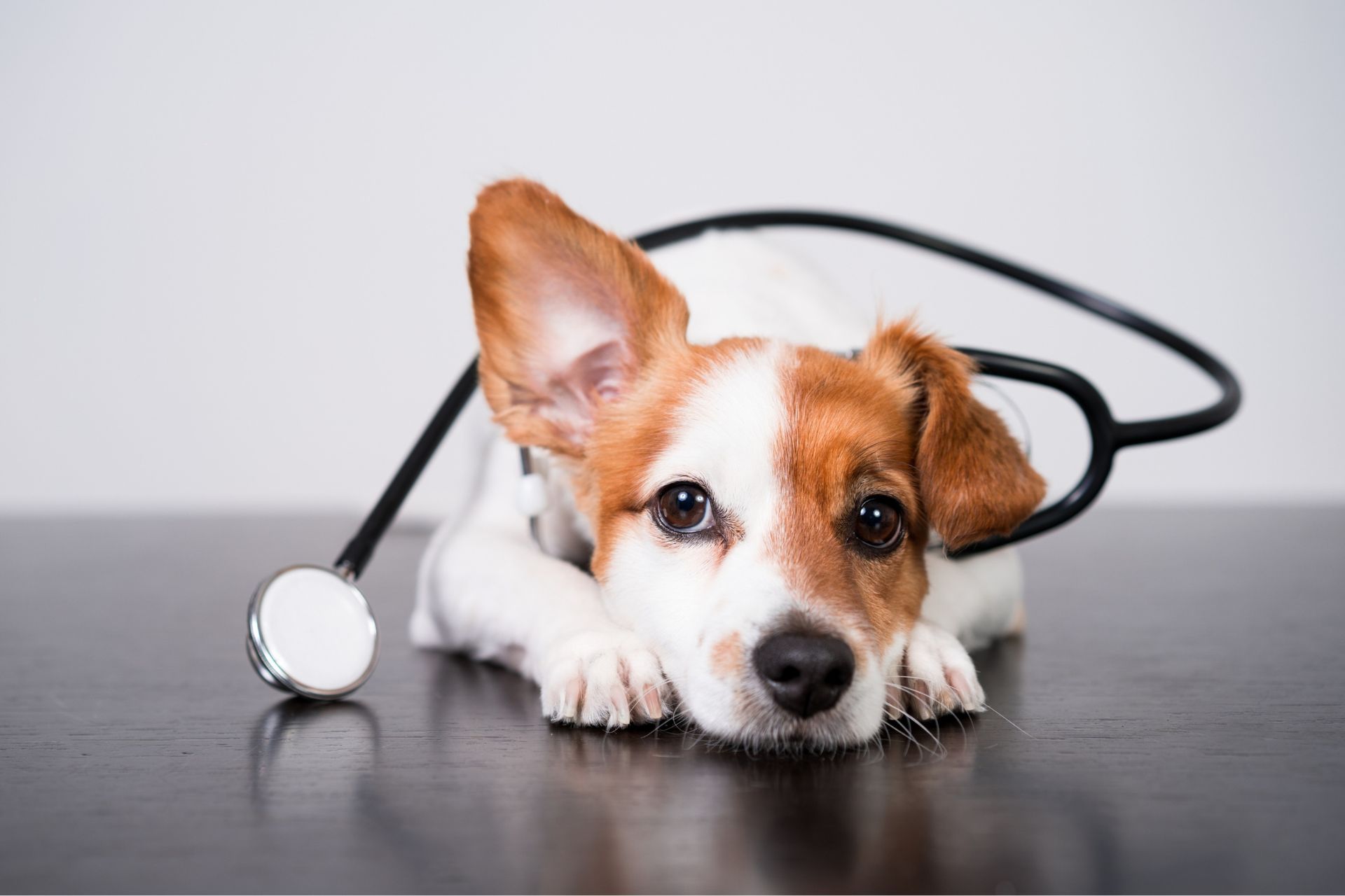 A dog wearing a stethoscope