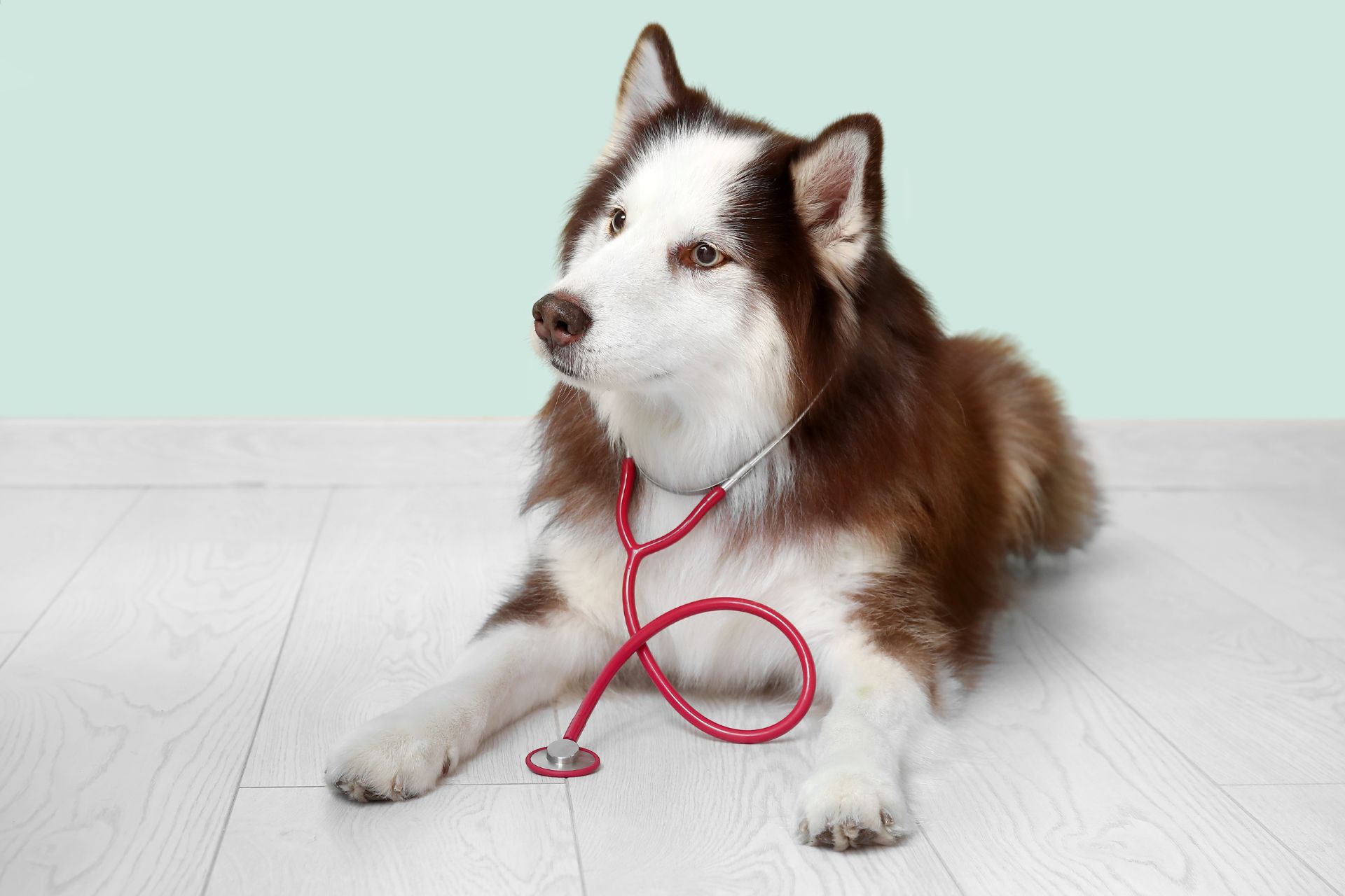 A dog with a stethoscope draped around its neck