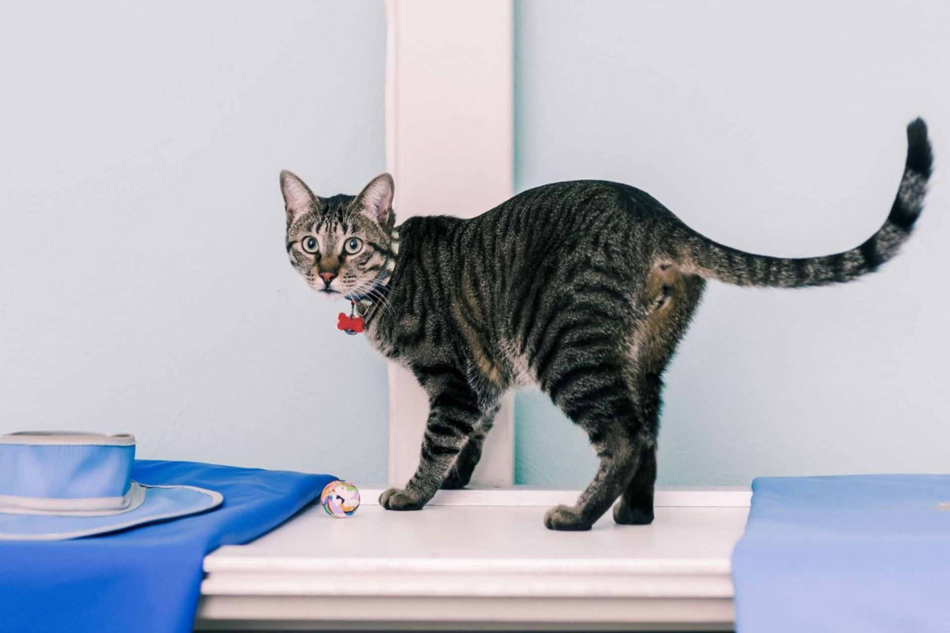 Pet Digital X-Rays Cat over a X-ray machine in a veterinary clinic