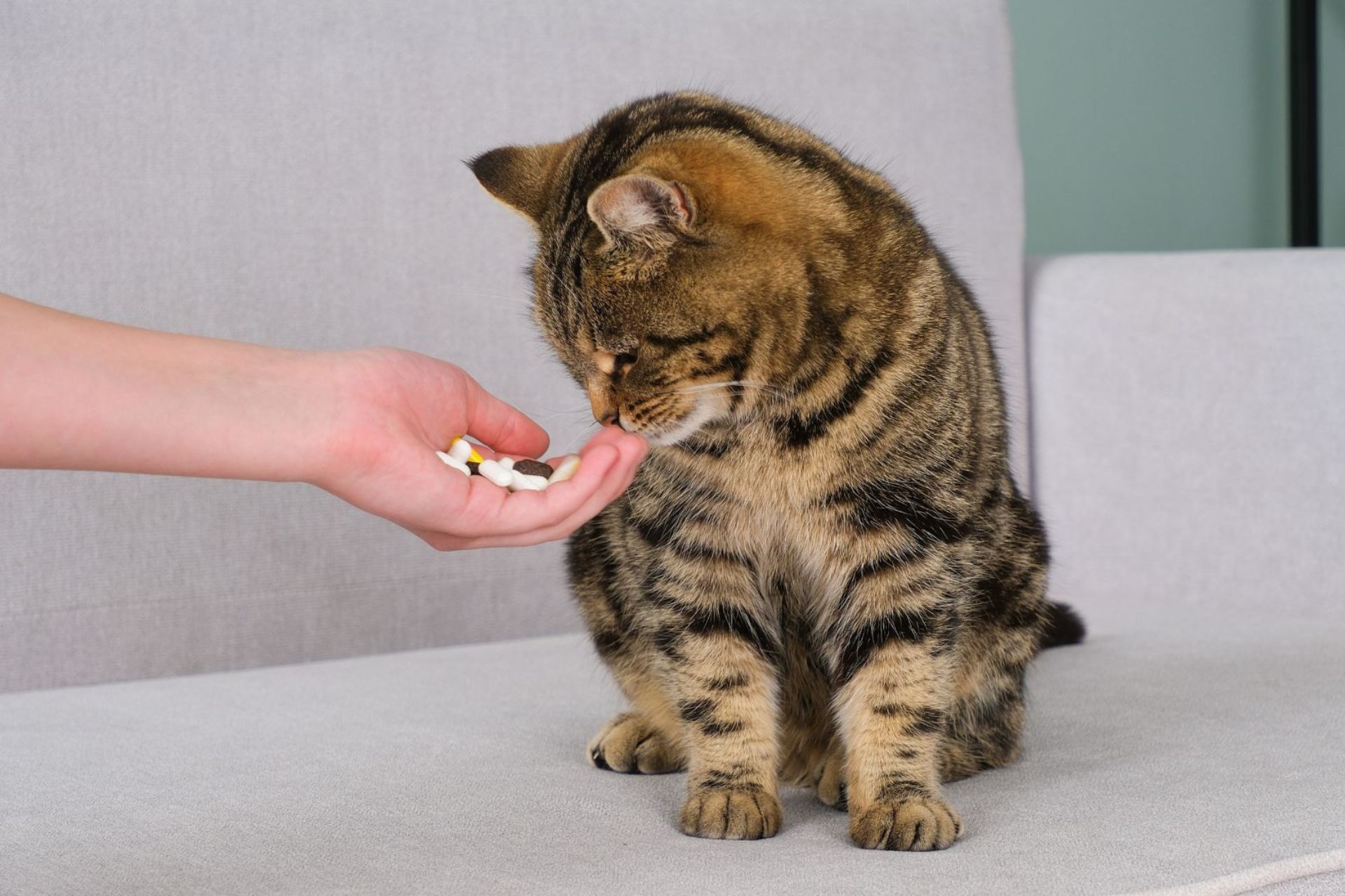 pet-pharmacy-banner owner giving medication to a cat